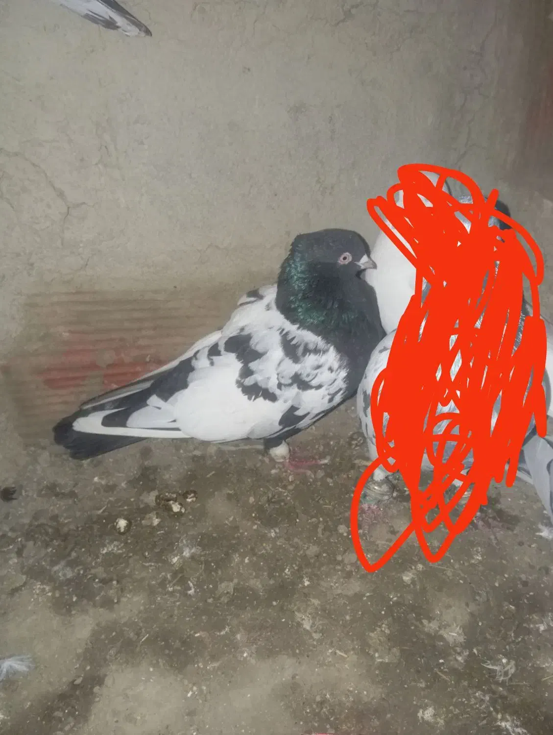 سینه سیاه نر|پرنده|شیروان (خراسان), |دیوار