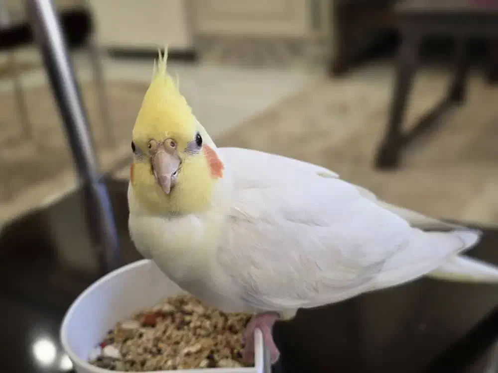 عروس هلندی گمشده|حیوانات|کرج, کوی امامیه|دیوار