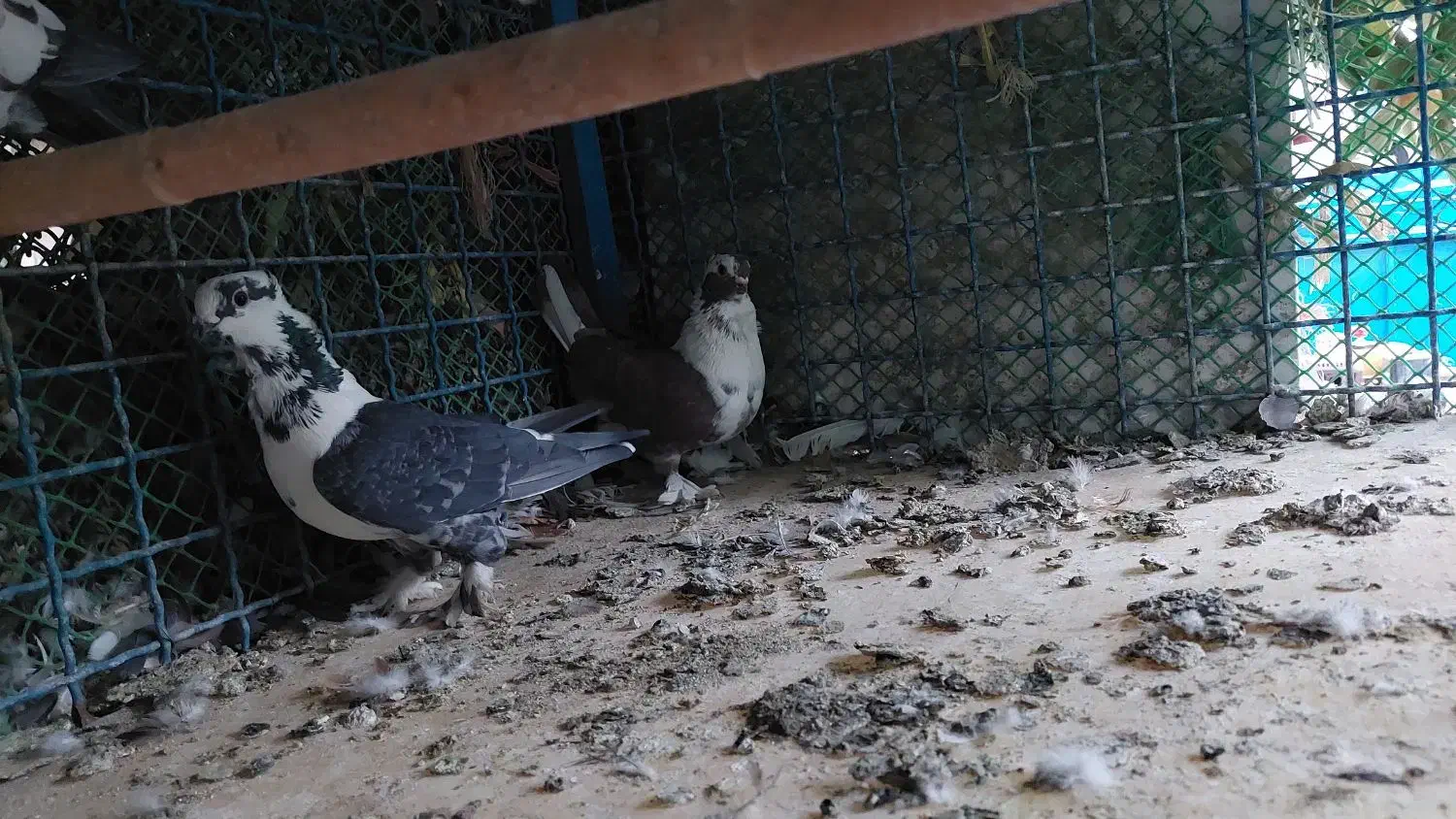 کفتربلژیکی|پرنده|تهران, جوانمردان (اندیشه)|دیوار