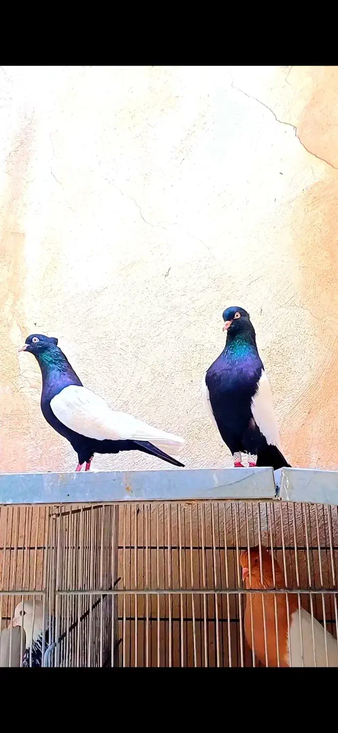 کبوتر سینه ای زرد سینه سیاه سینه سرخ دمبی|پرنده|قم, امامزاده ابراهیم|دیوار