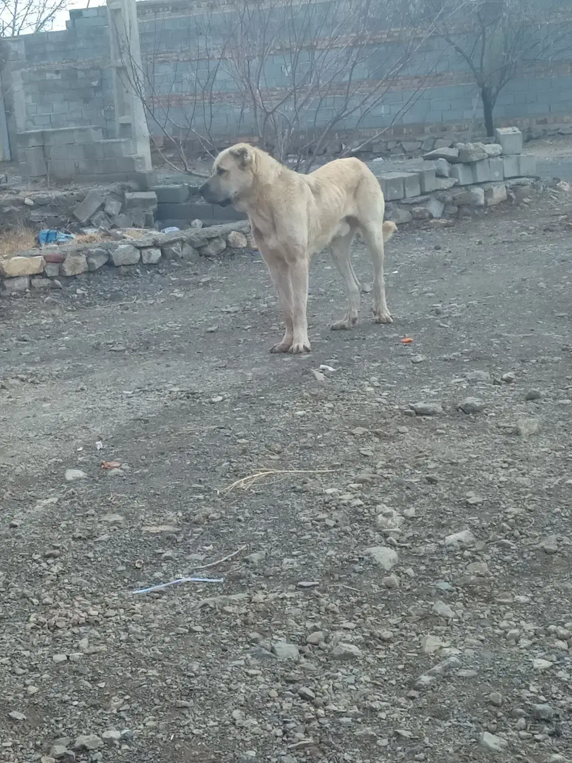 توله سگ سرابی|سگ|مراغه, |دیوار