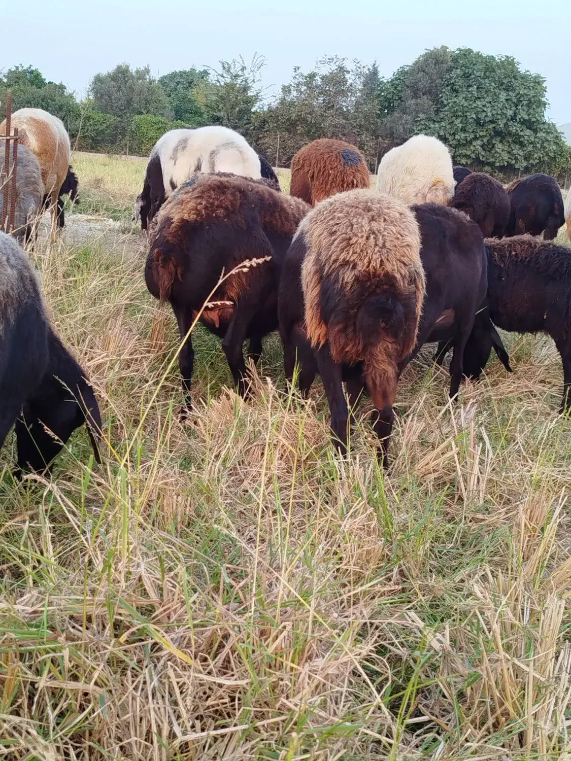 گوسفند آبستن افشاری|حیوانات مزرعه|طبقده, |دیوار