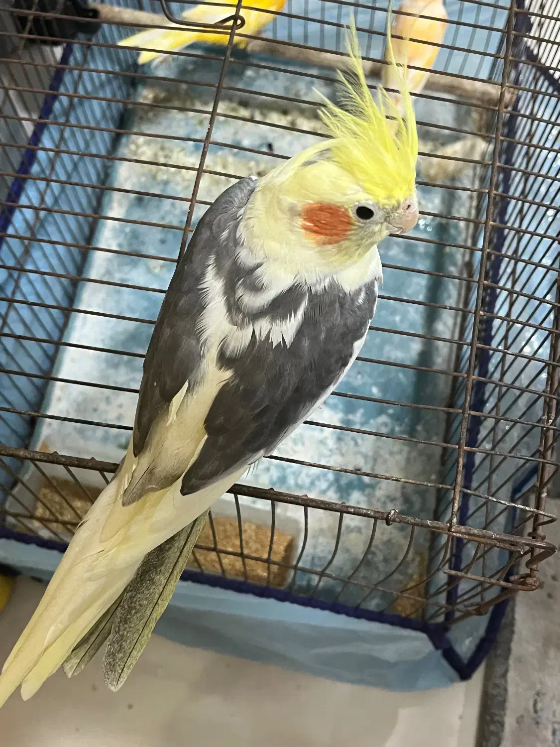 عروس هلندی نر|پرنده|دوگنبدان, |دیوار