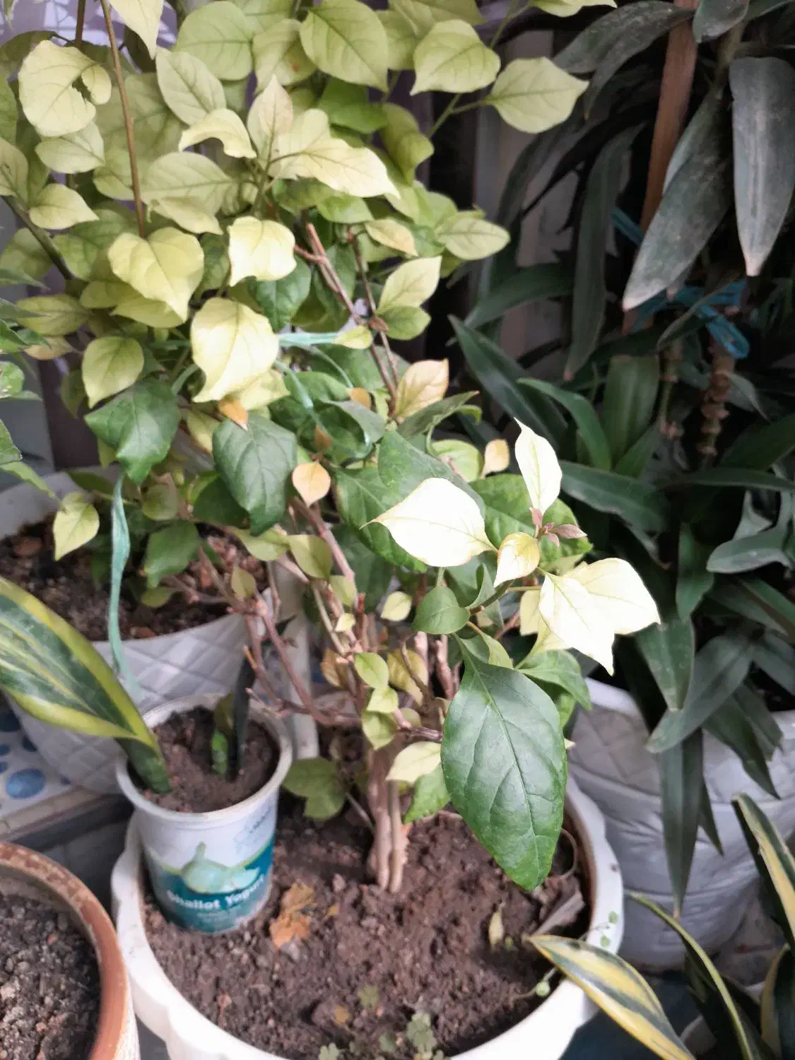 گل وگیاه|گل و گیاه طبیعی|کرج, حیدرآباد|دیوار