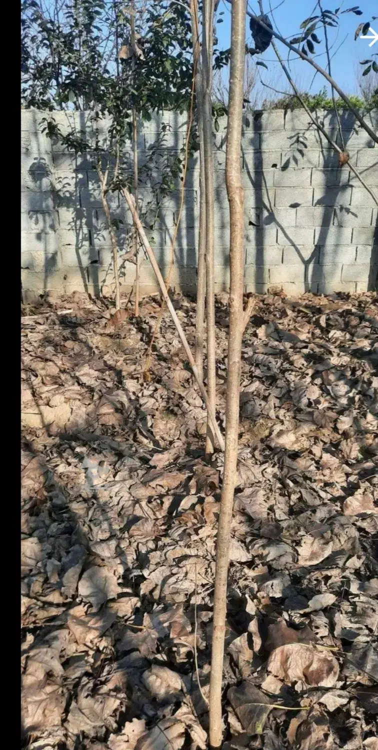 نهال صنوبر|گل و گیاه طبیعی|هادی شهر, |دیوار