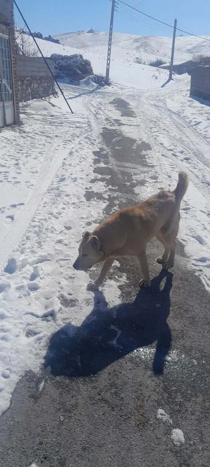 ماده سرابی|سگ|اسکو, |دیوار