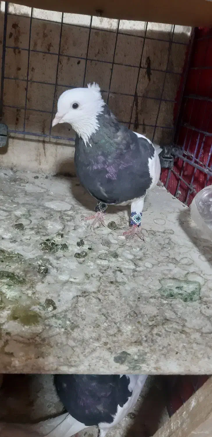 کبوتر طوقی|پرنده|تهران, شهرک شریفی|دیوار