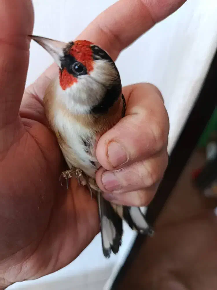 سهره|پرنده|سیرجان, |دیوار