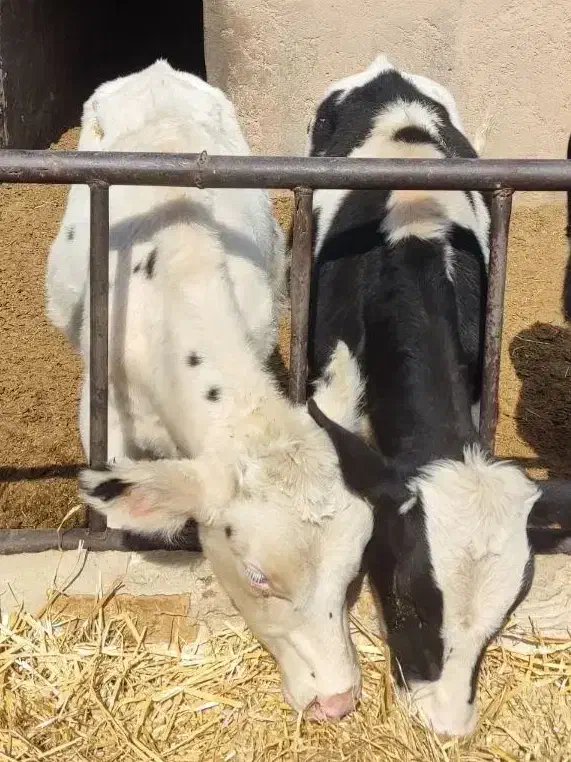 گوساله نر باخرز|حیوانات مزرعه|تربت جام, جامی|دیوار