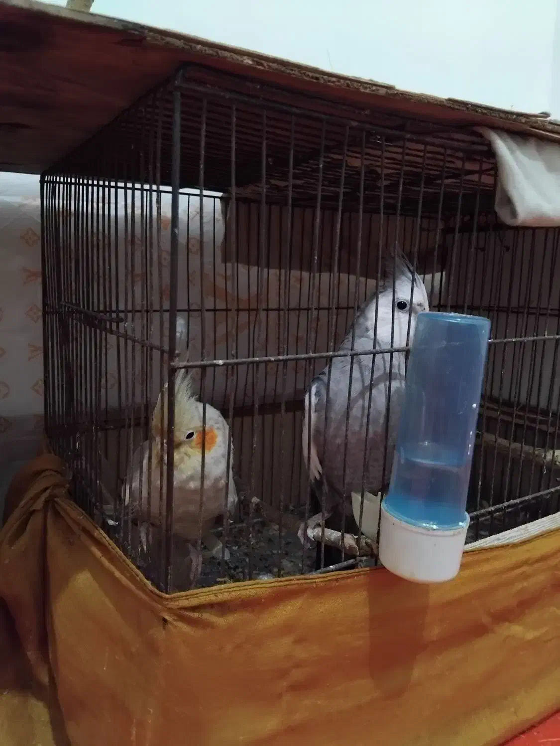 طوطی عروس|پرنده|رستمکلا, |دیوار