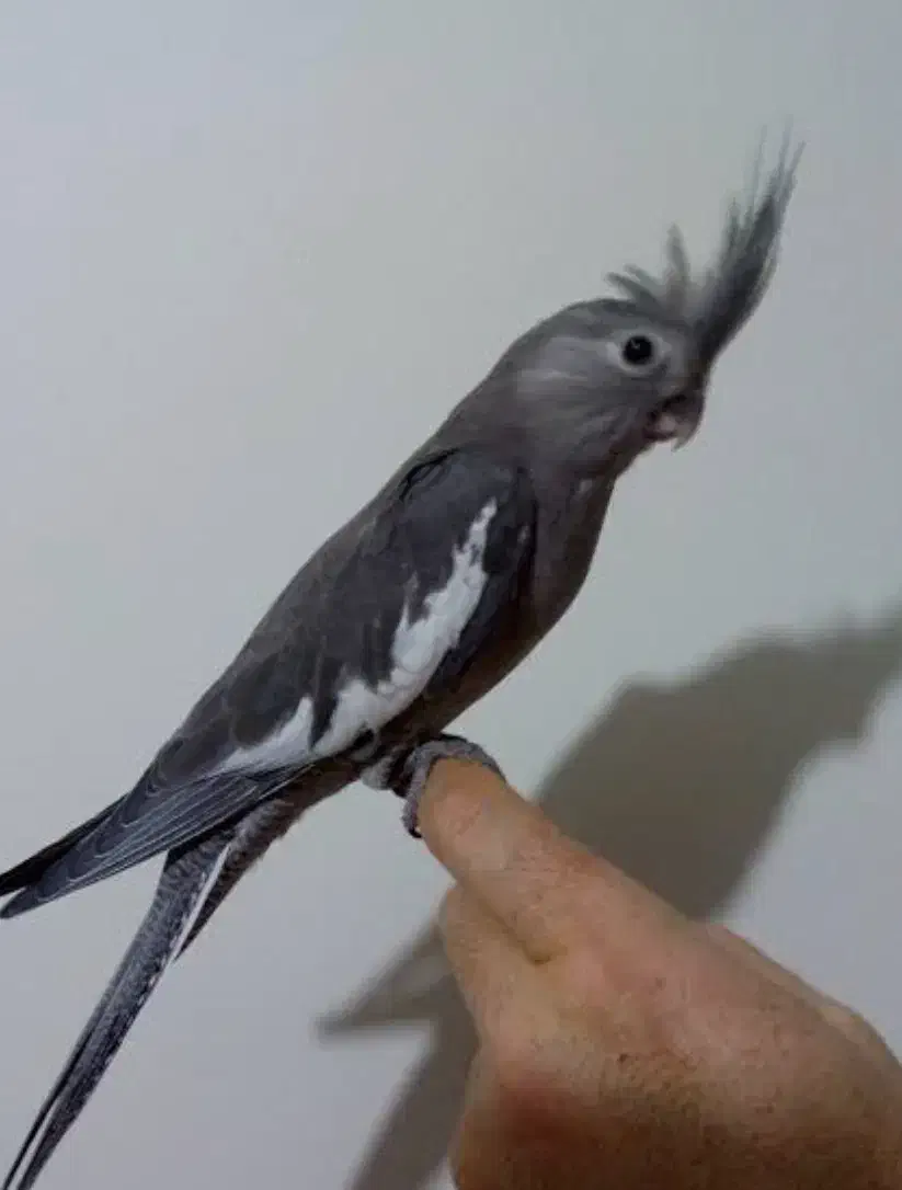 واگزاری|لوازم جانبی حیوانات|بختگان, |دیوار