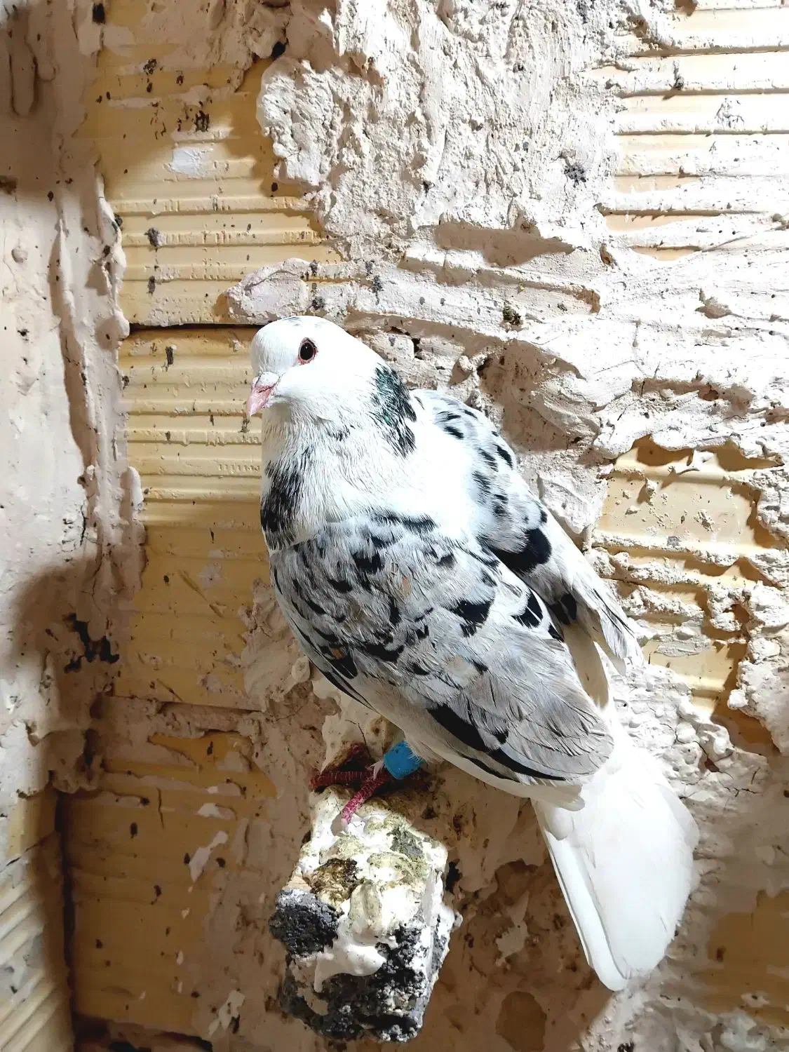 کفتر‌پرشی|پرنده|مشهد, امیرآباد|دیوار