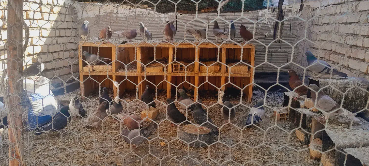 فروش کبوتر|پرنده|پیر بکران, |دیوار