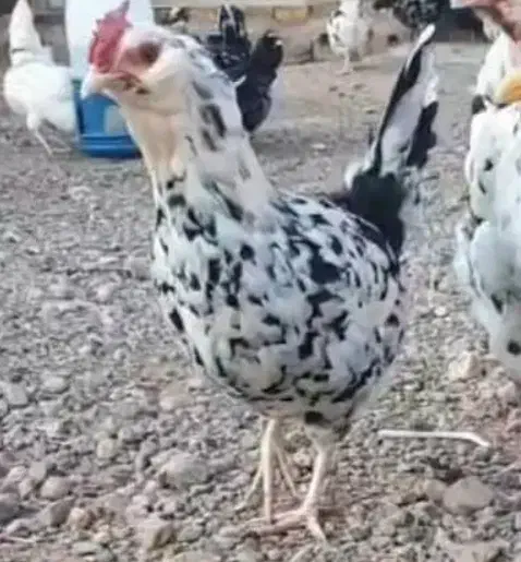 مرغ گلین|حیوانات مزرعه|جیرفت, |دیوار