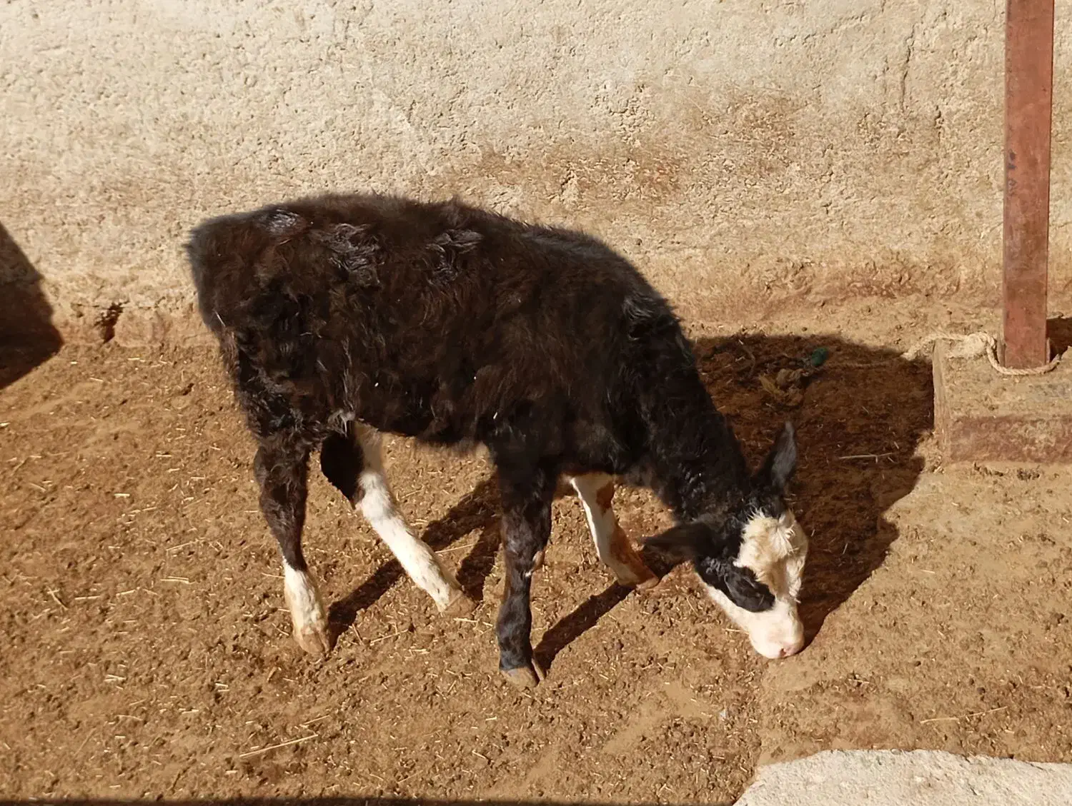 گوساله سیمینتال|حیوانات مزرعه|زاغه, |دیوار