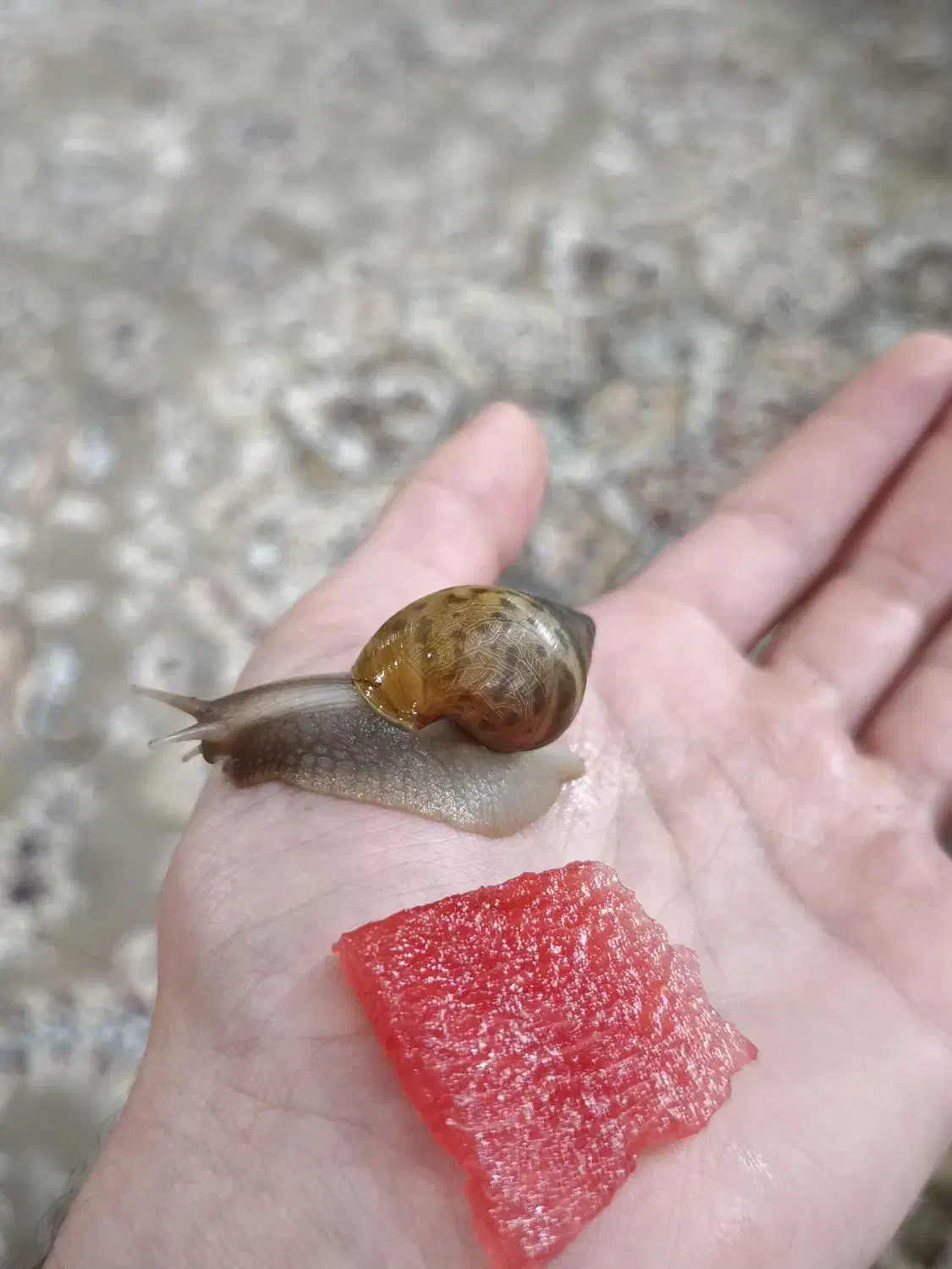 حلزون پرورشی|خزنده|چالوس, |دیوار