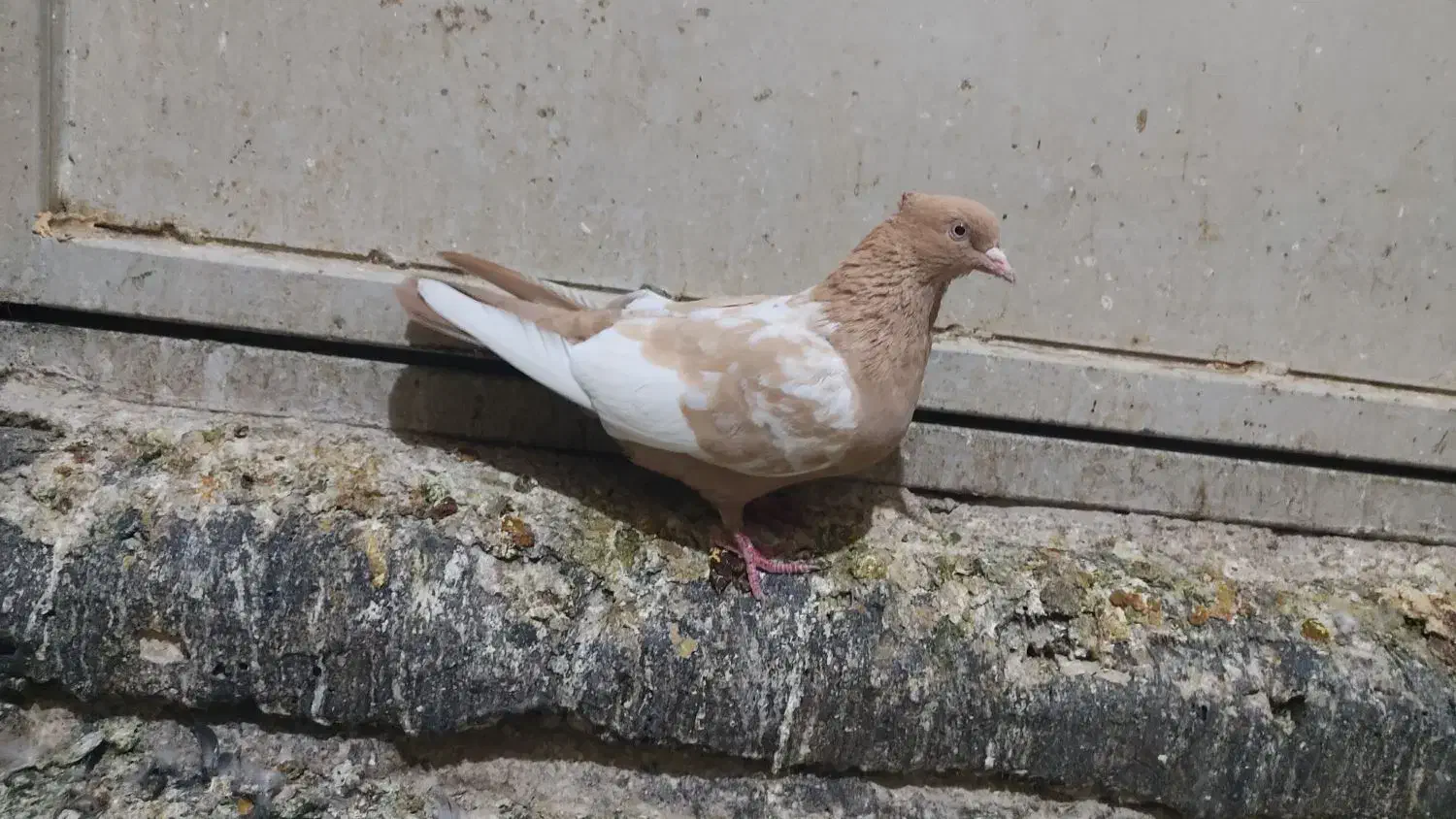 کبوتر نر و ماده|پرنده|فسا, |دیوار