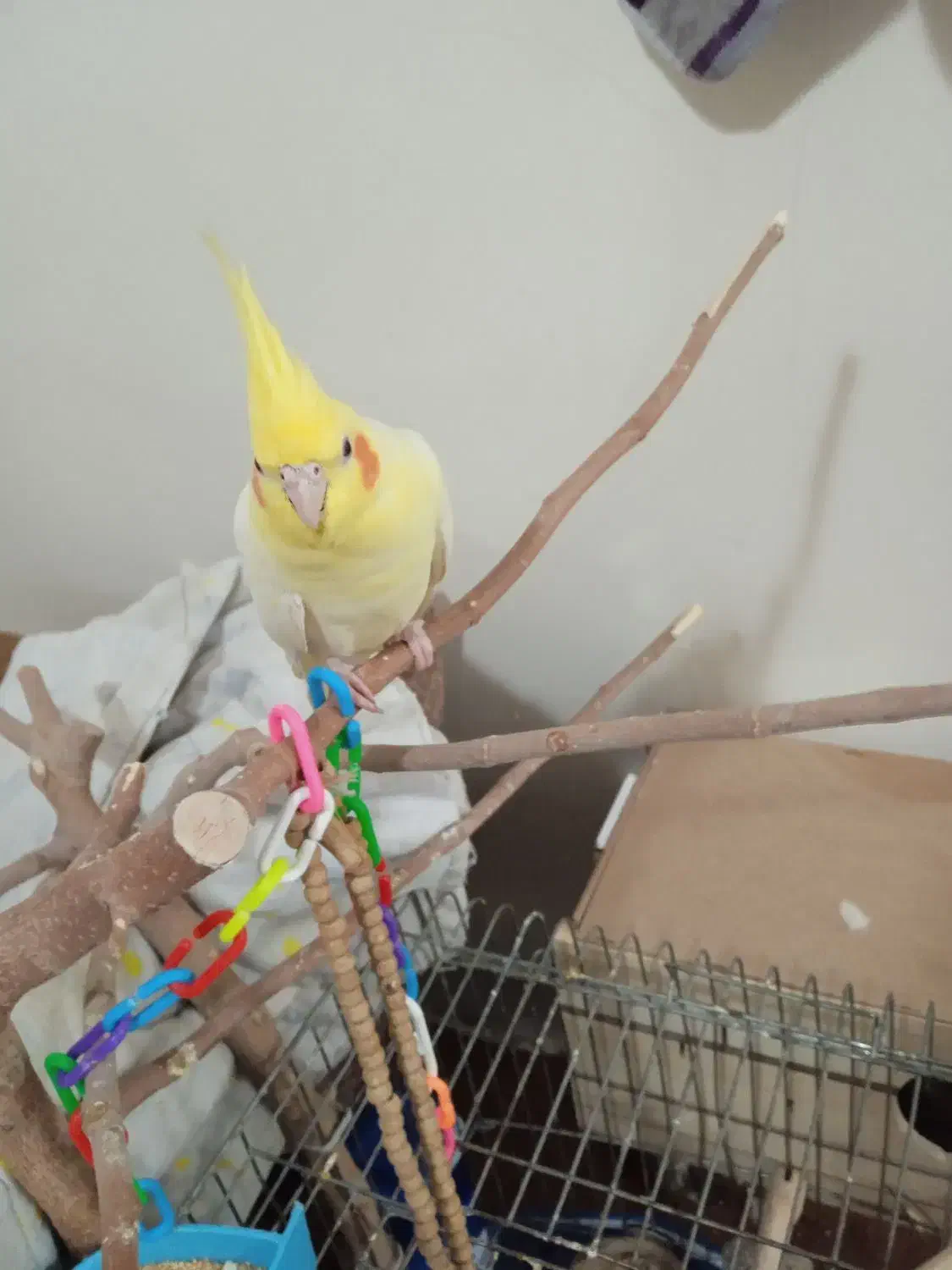 لوتینو نر دوساله|پرنده|فردیس, شهرک ناز|دیوار