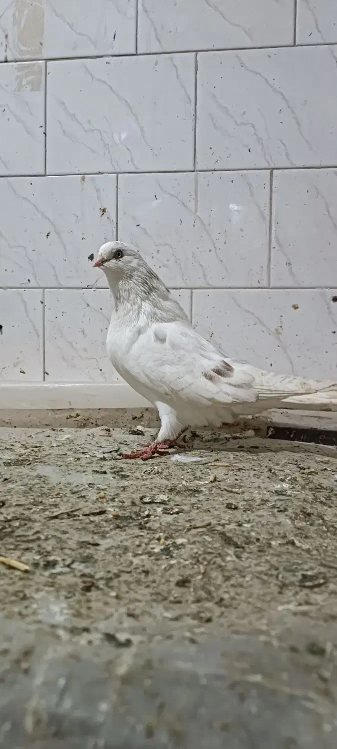 کبوتر ماده|پرنده|گرمی, |دیوار