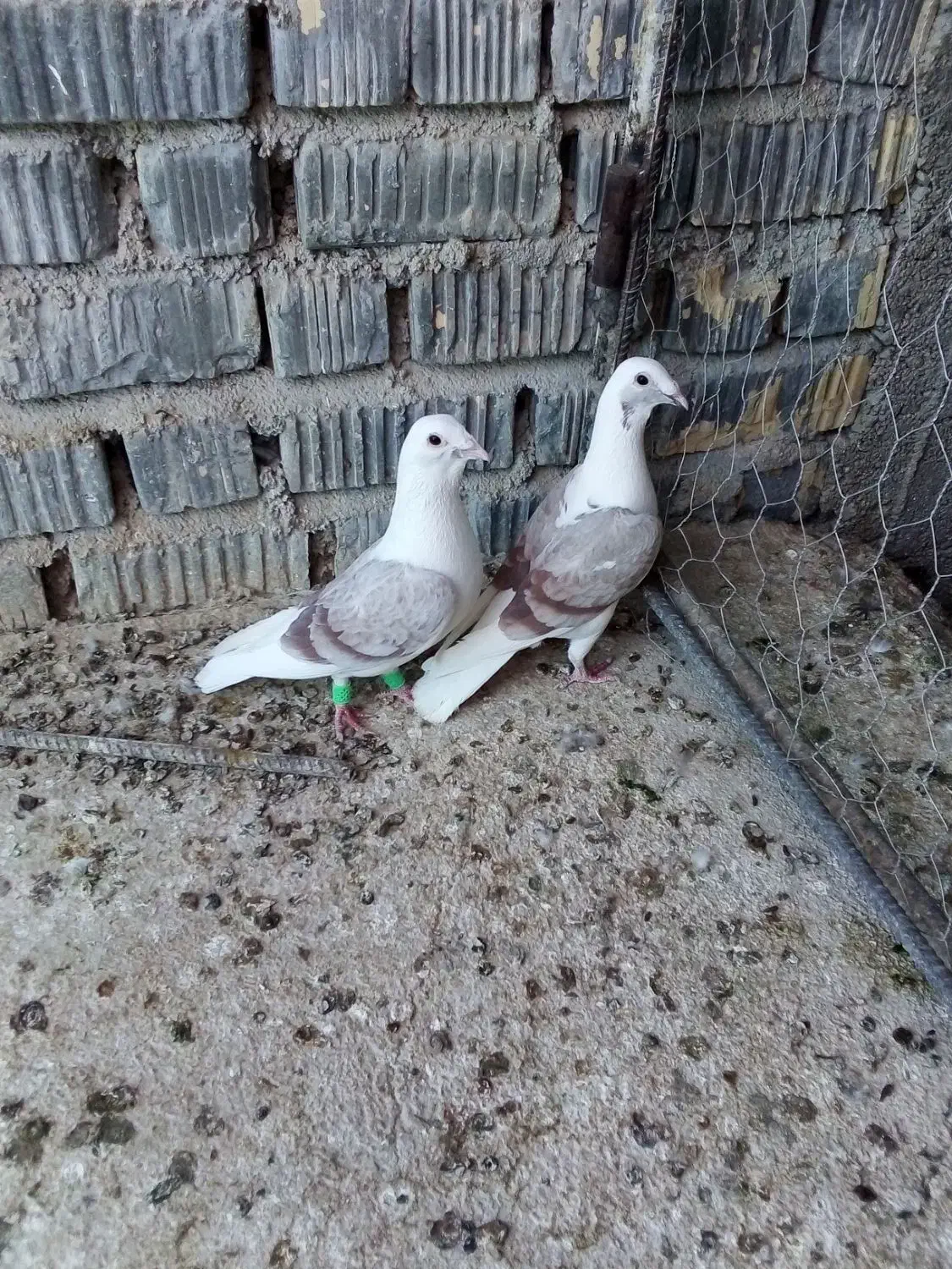 کفتر جفت نروماده دوکت|پرنده|شیراز, فرودگاه شهید دستغیب شیراز|دیوار