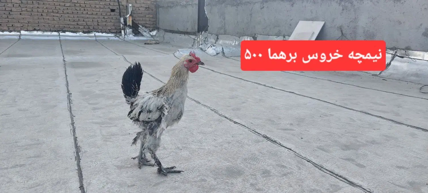 جوجه و مرغ|حیوانات مزرعه|ساوه, |دیوار