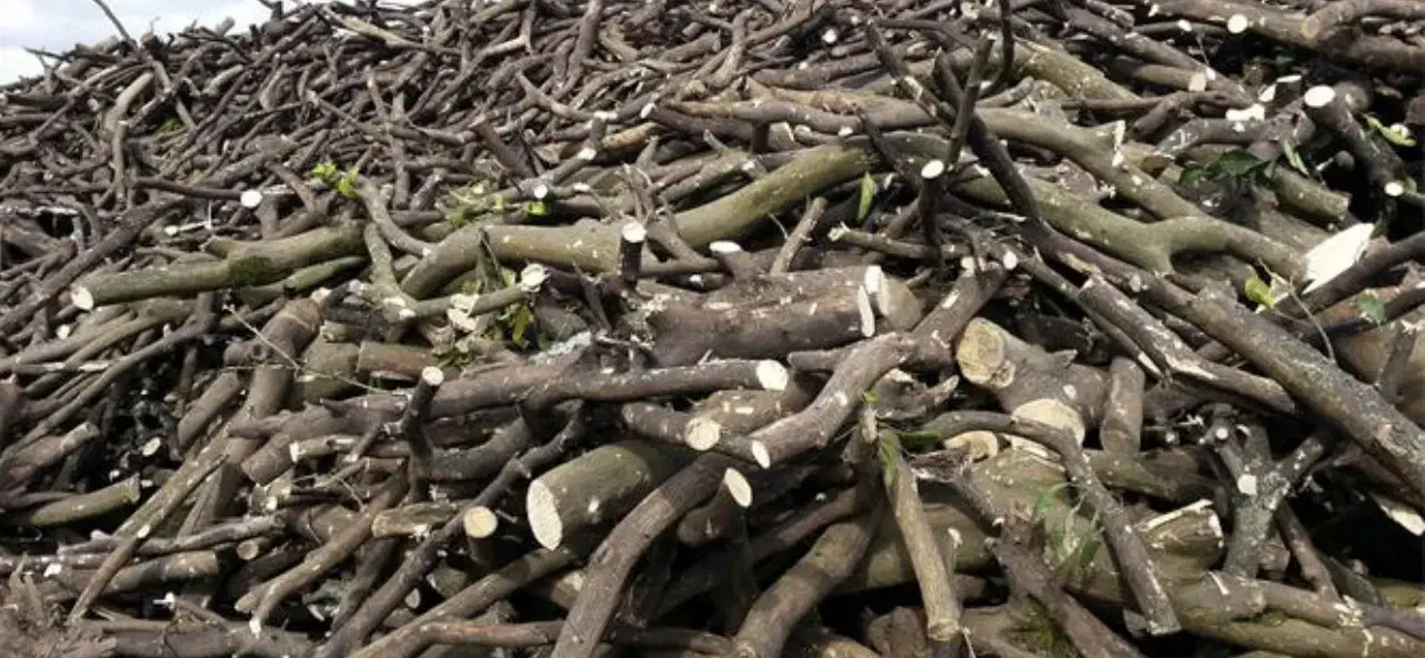 خرید چوب|خدمات باغبانی و درختکاری|گلپایگان, |دیوار