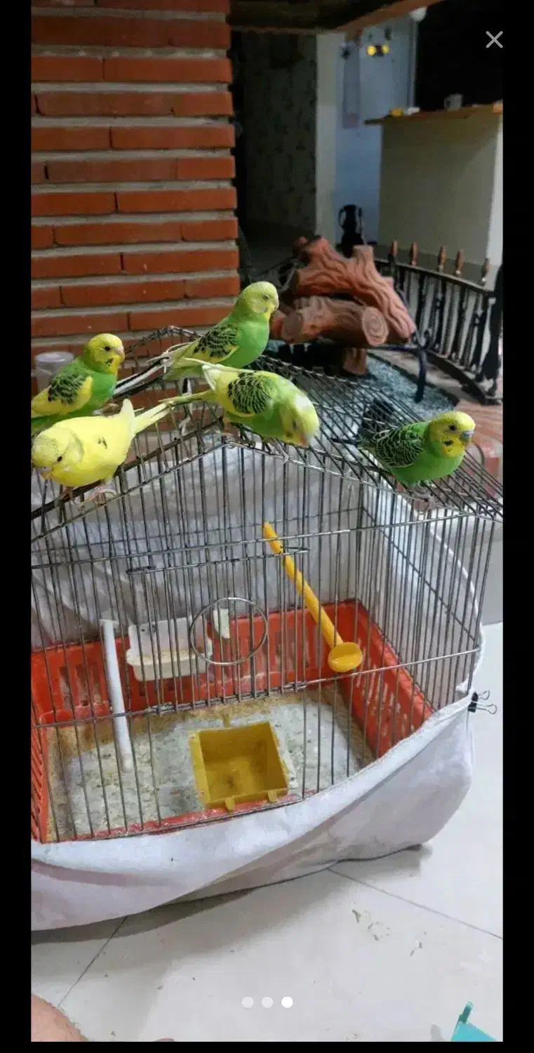 طوطی عروس ومرغ عشق|پرنده|تاکستان, |دیوار