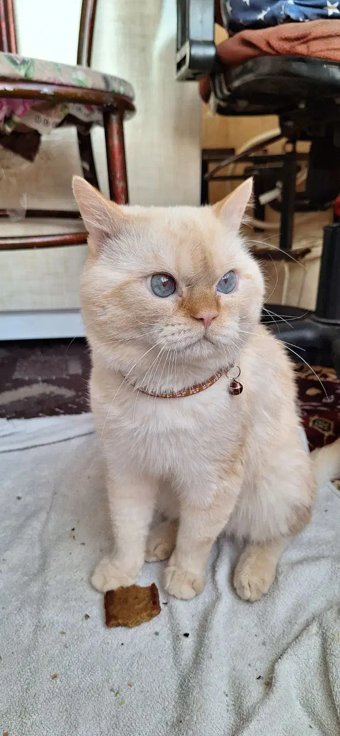 گربه پرشین اسکاتیش نر|گربه|تبریز, |دیوار