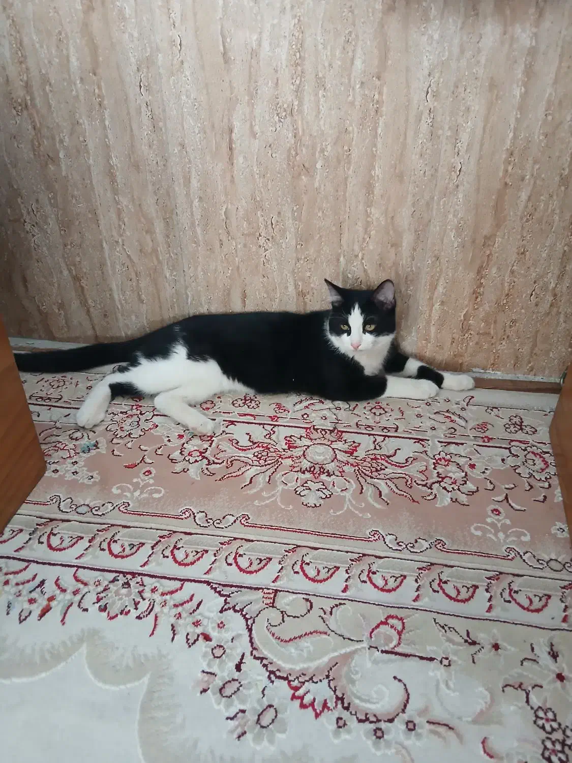 واگذاری گربه|گربه|محمدشهر, محمدشهر|دیوار