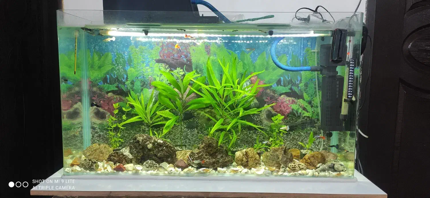 آکواریم شرکتی|ماهی|اهر, |دیوار