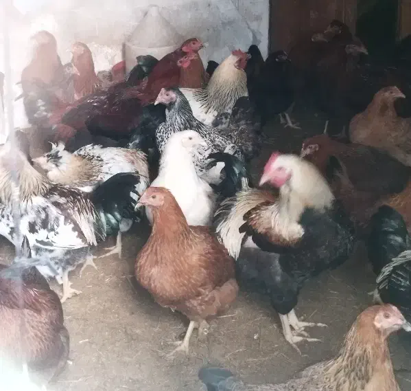 مرغ و خروس|حیوانات مزرعه|نوشهر, |دیوار