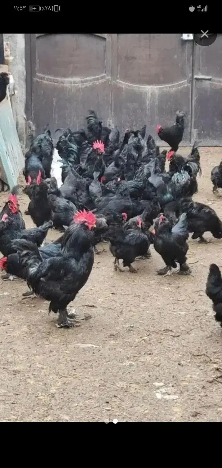 مرغ و خروس سیاه وسفید جهت قربانی|حیوانات مزرعه|مشهد, عامل|دیوار