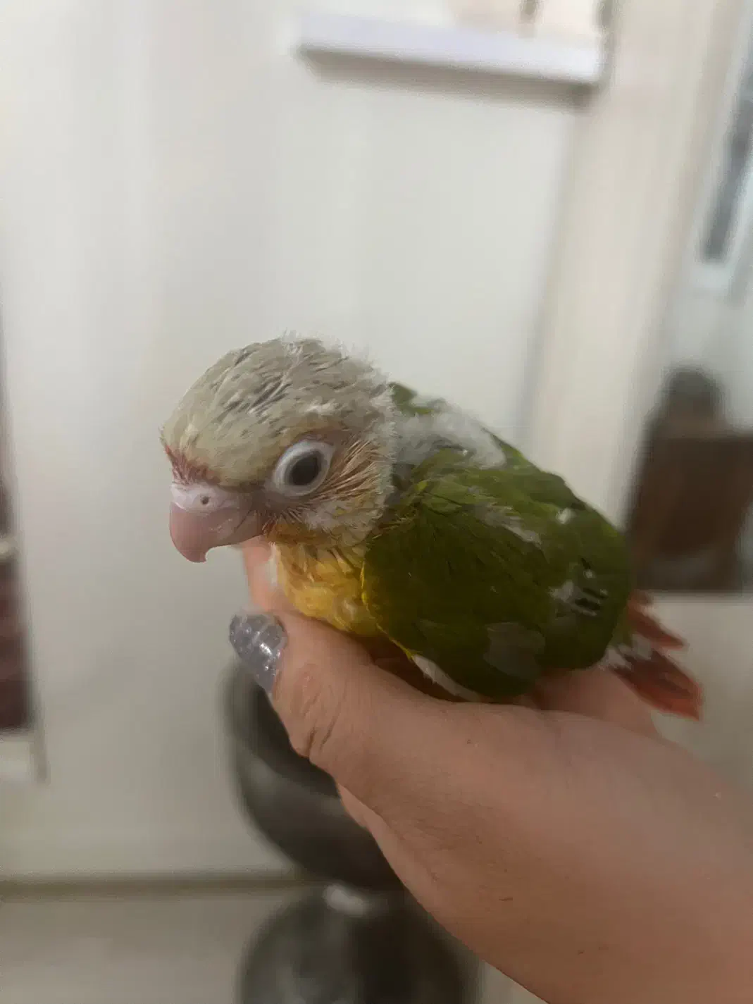 جوجه گرینچیک نر|پرنده|تهران, سعادت‌آباد|دیوار