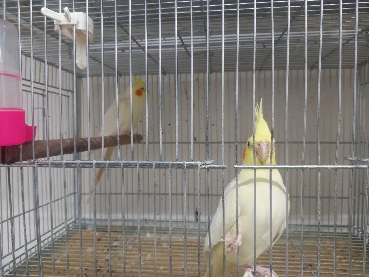 فروش کوتوله و عروس هلندی|پرنده|مبارکه, |دیوار