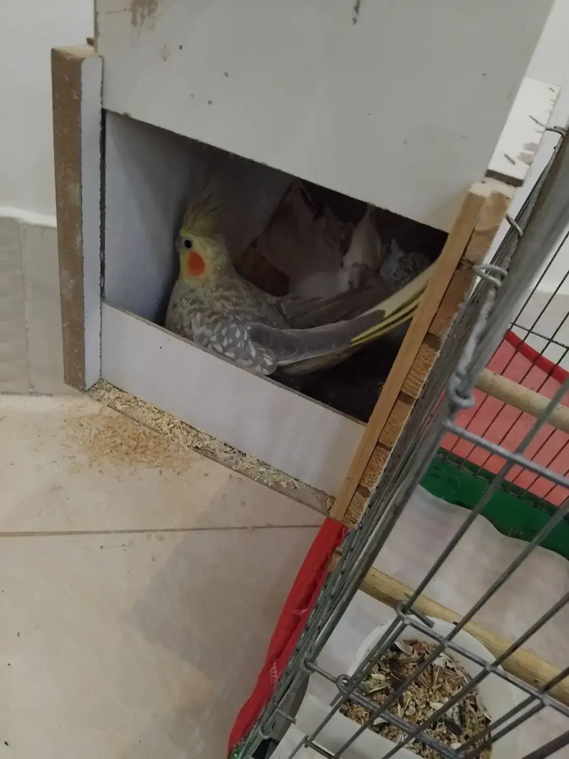 عروس هلندی مولد|پرنده|کرج, رجبآباد|دیوار