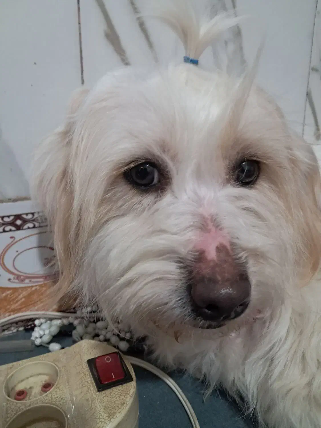 دیروز|حیوانات|درمیان, |دیوار