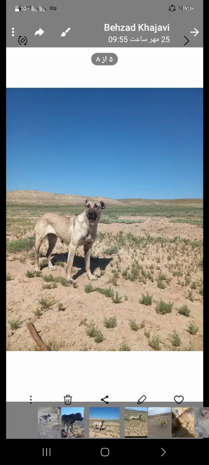 سگسرابی|سگ|سراب, |دیوار