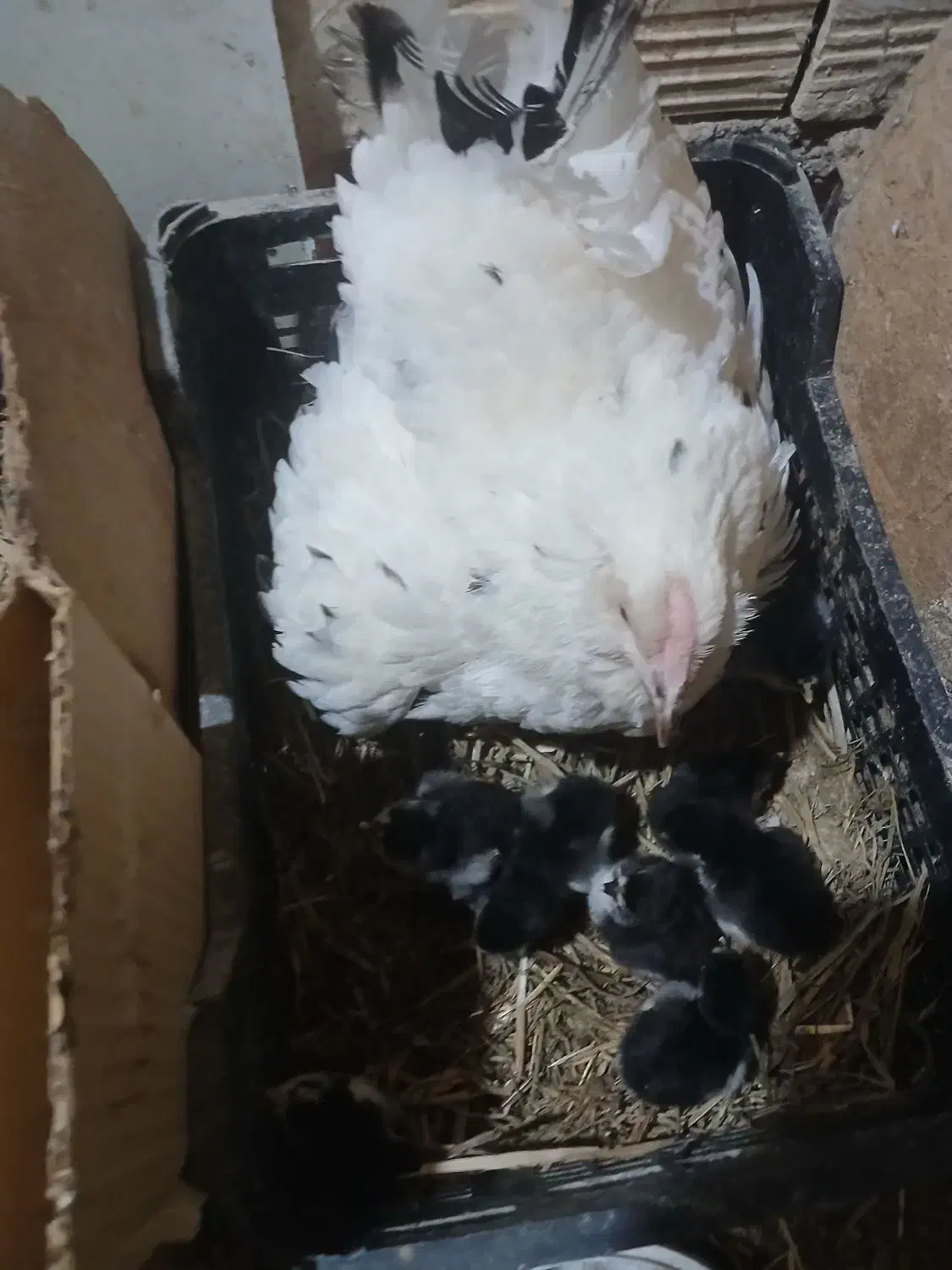 تخم مرغ نطفه دار گلین|حیوانات مزرعه|بهارستان, |دیوار