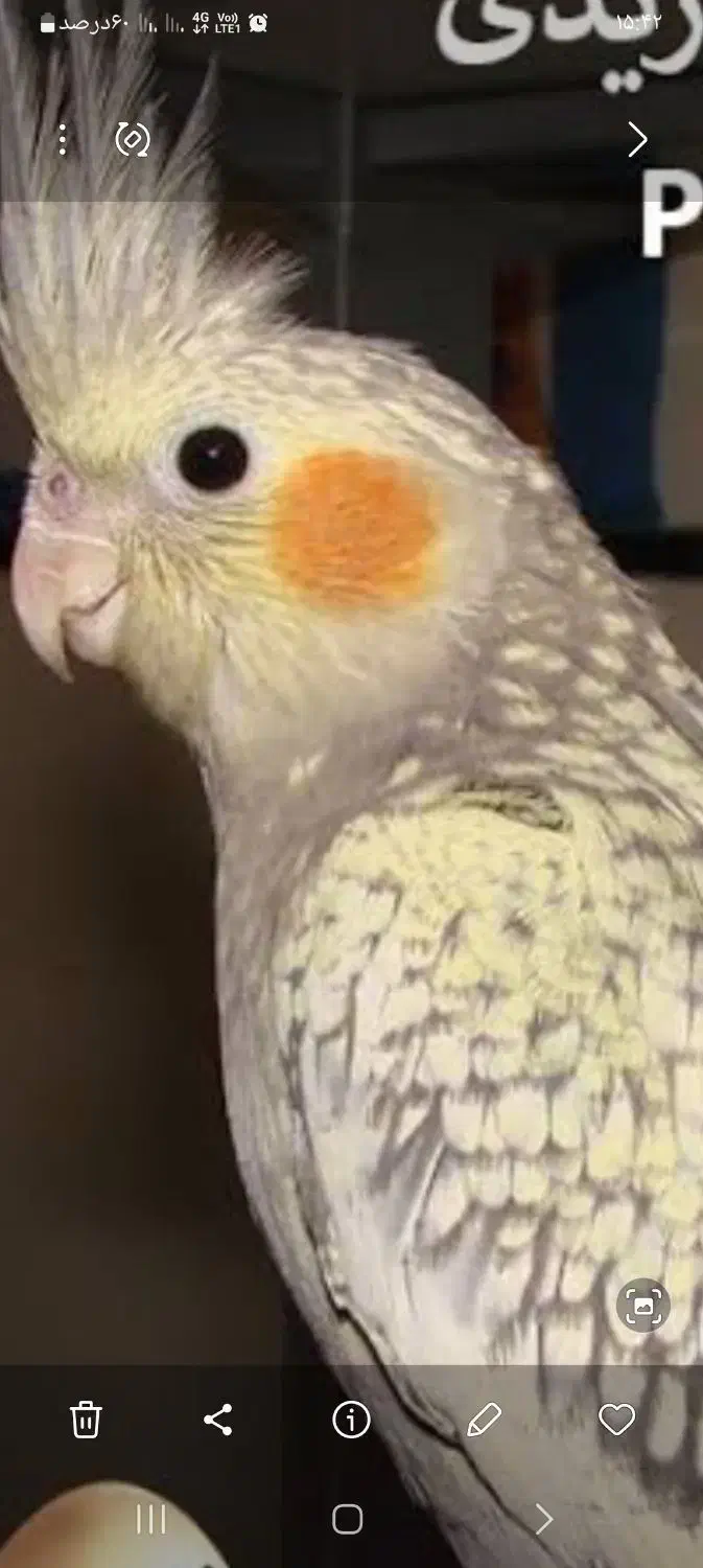 گمشده|حیوانات|مشهد, الهیه|دیوار