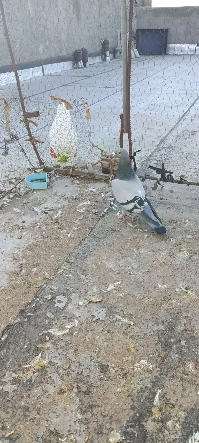 نر دوخط|پرنده|بروجرد, |دیوار