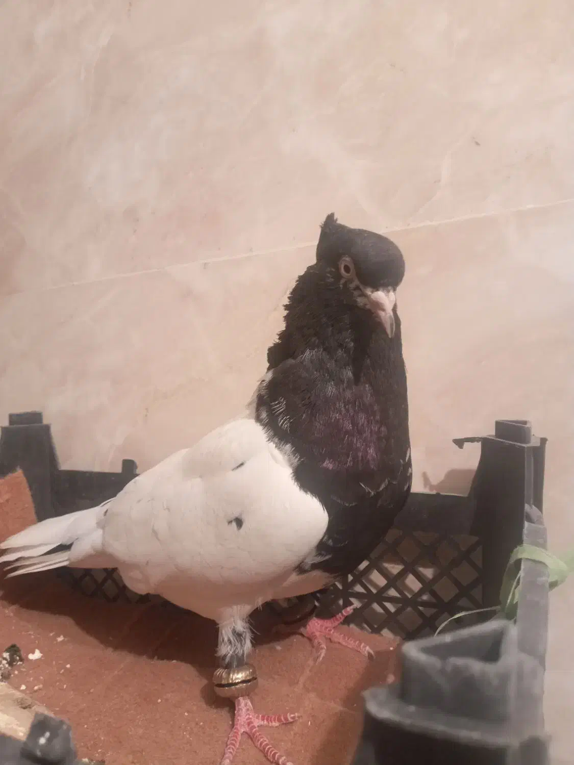 کبوتر مست مست به شرط دوری|پرنده|شوشتر, |دیوار