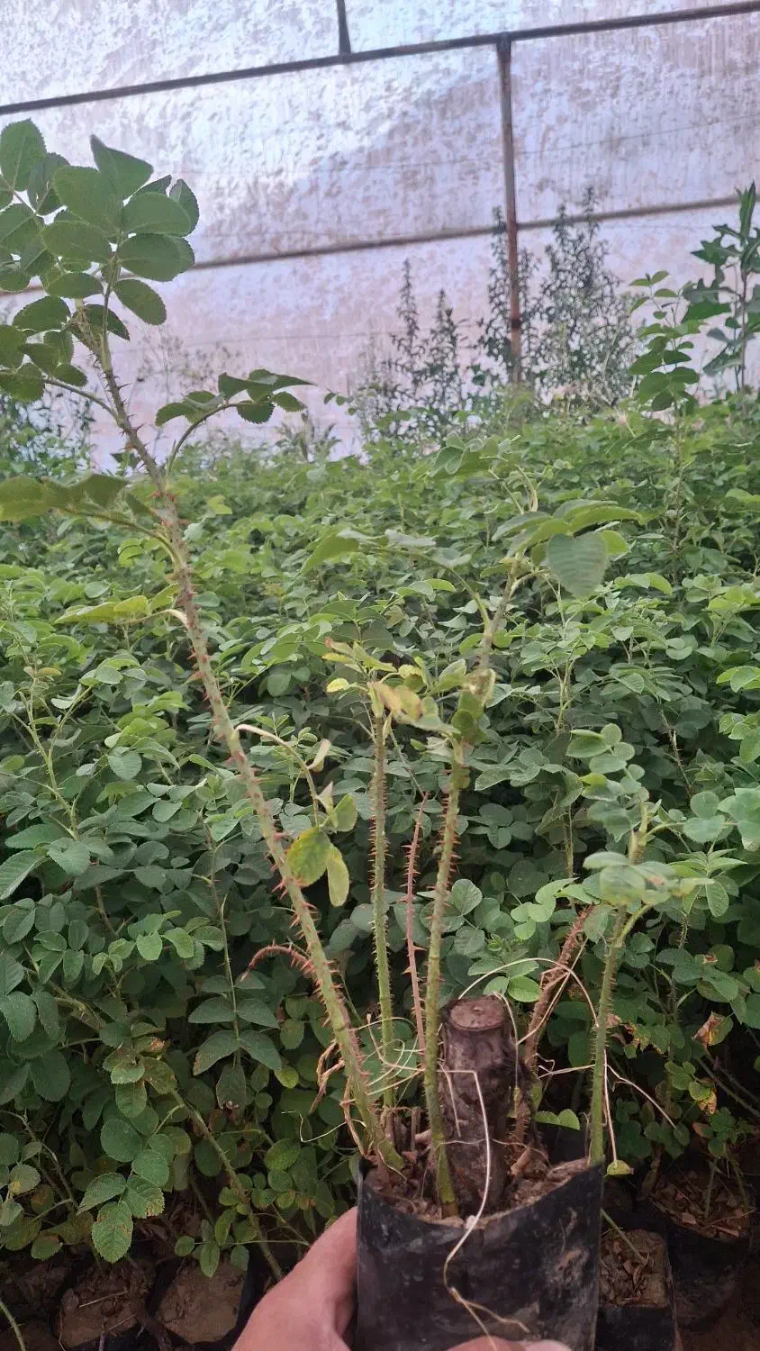 گلدان گل محمدی|گل و گیاه طبیعی|کاشان, استرک|دیوار