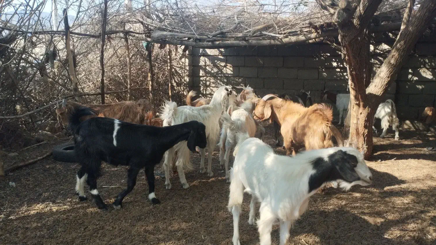 معاوضه با گاو|حیوانات مزرعه|چاه مرید, |دیوار