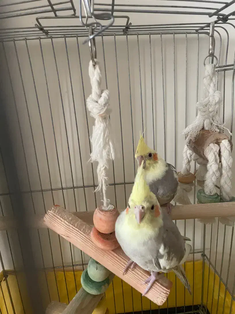 عروس هلندی رام|پرنده|پردیس, فاز ۱|دیوار