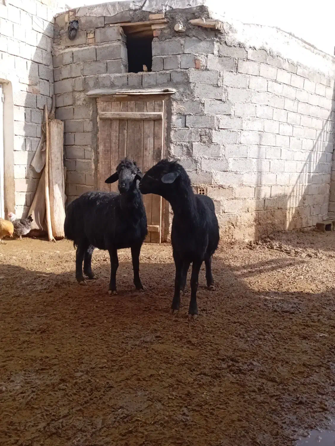 بره قوچ های یک دندان|حیوانات مزرعه|شاهین دژ, |دیوار