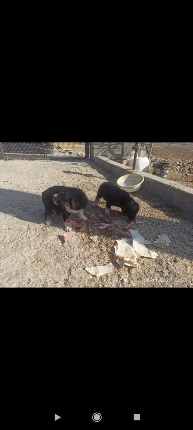 واگذاری سگ بومی|سگ|سقز, |دیوار