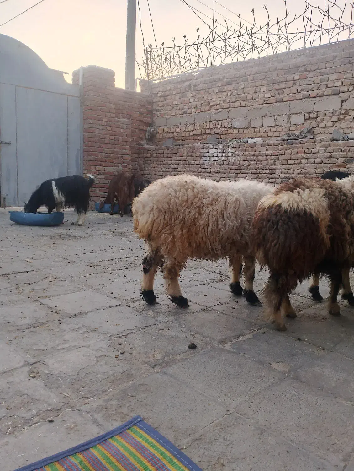 گوشتی|حیوانات مزرعه|خاش, |دیوار