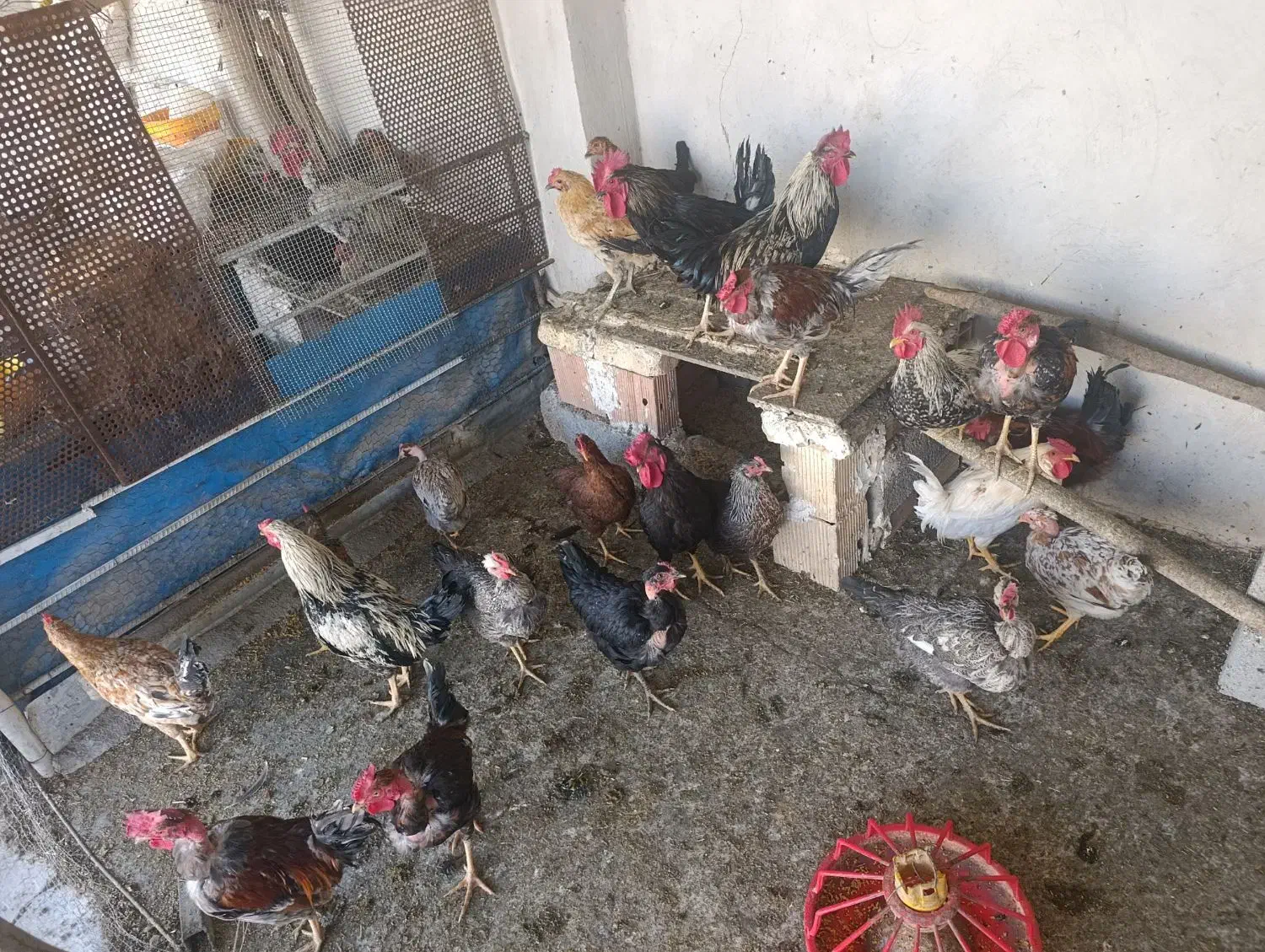 مرغ تخمگذار وخروس  وجوجه|حیوانات مزرعه|شباب, |دیوار