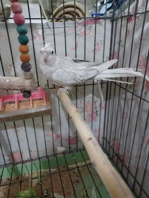 عروس هلندی.ایزابلا.وایت فیس.آلبینو|پرنده|ری, علایین|دیوار