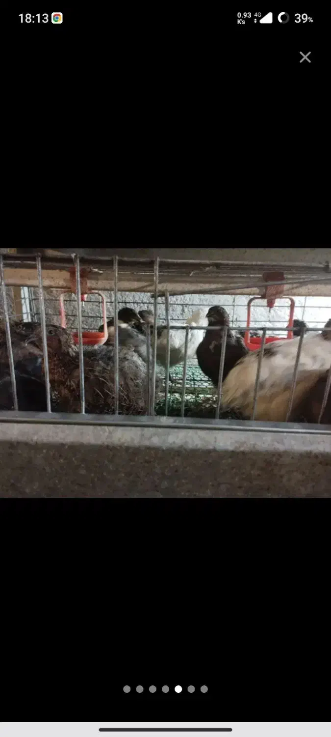 بلدرچین هر قیمتی موجود است از یک روز تا ۹۰ روزه|حیوانات مزرعه|اسالم, |دیوار